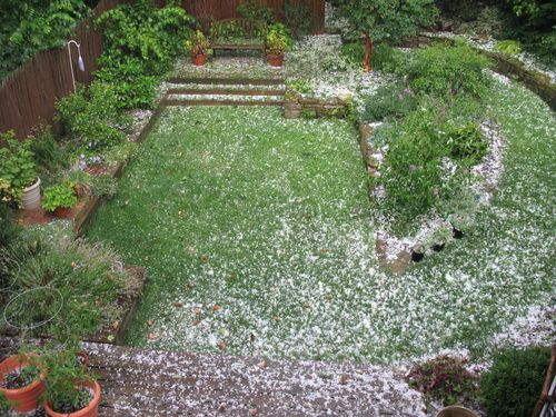 Hailstones litter the garden