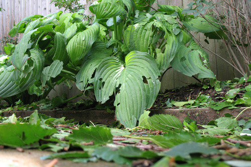 Hosta shredded by hail